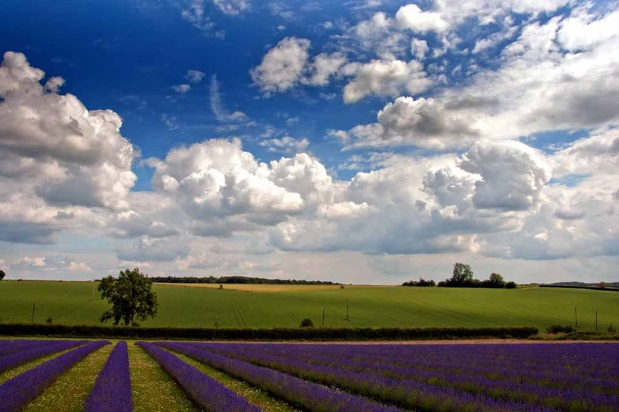 Lavender Field Purple Flowers Cotswolds Photograph Print