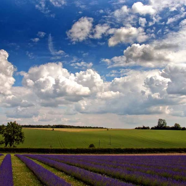 Lavender Field Purple Flowers Cotswolds Photograph Print