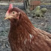 Glorious Hens! 