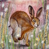 Little brown hare