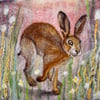 Little brown hare