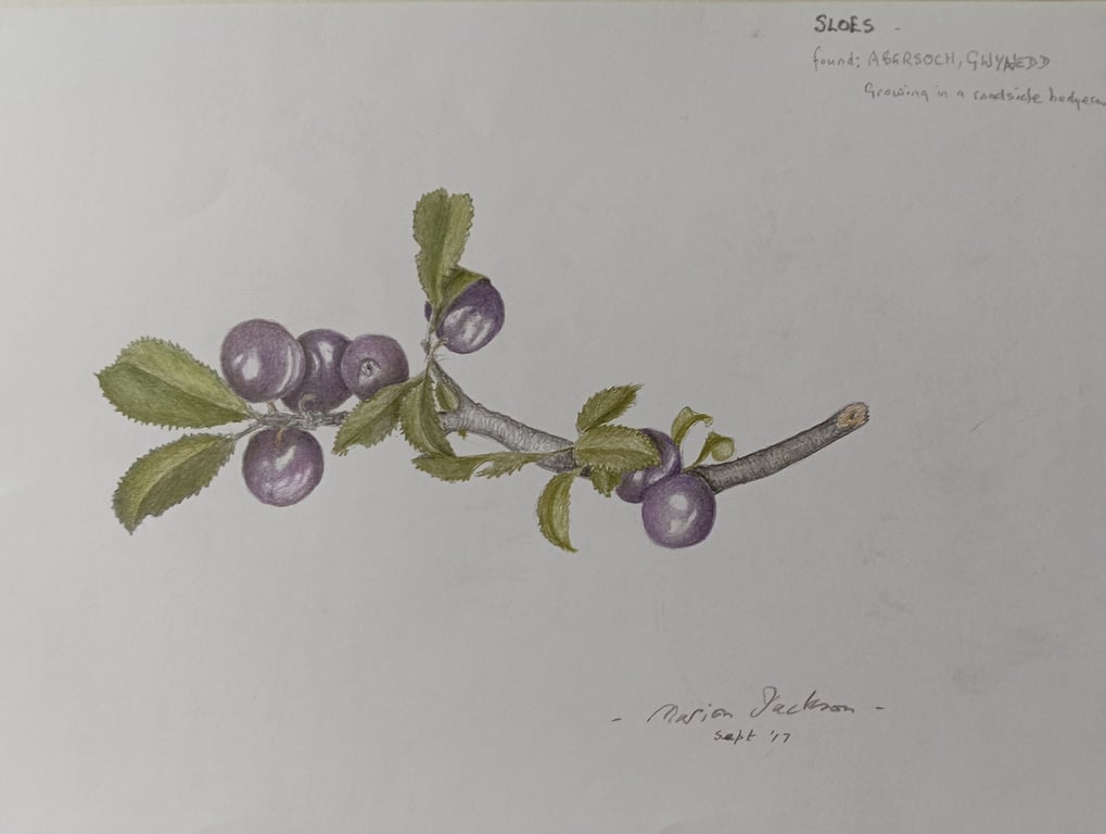 SLOE BERRIES - Colour pencil drawing 