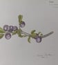 SLOE BERRIES - Colour pencil drawing 