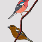 Pair of Chaffinches A5 Art Print