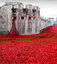 Tower of London Red Poppies England UK 12"x18" Print - Image 1