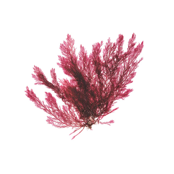 Seaweed art print - Feather Weed