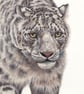 Greetings Card - Blank - Snow Leopard - Image 3