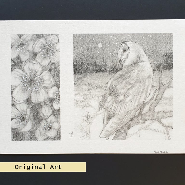 Pencil Drawings 5 - Winter barn owl with hellebore flowers, original drawing