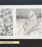 Pencil Drawings 5 - Winter barn owl with hellebore flowers, original drawing