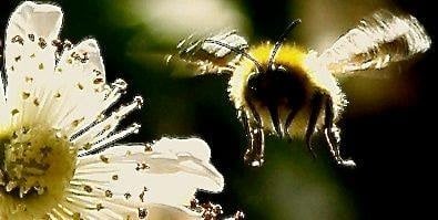 Inner Bee