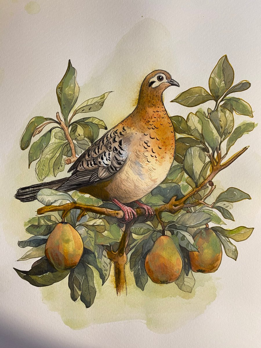 Partridge in a Pear Tree, Painting, A4, Unframed