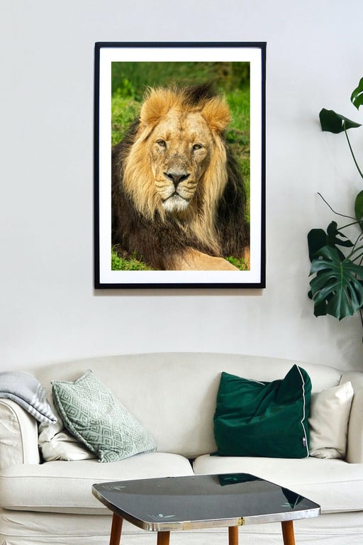 Asiatic Lion stare print