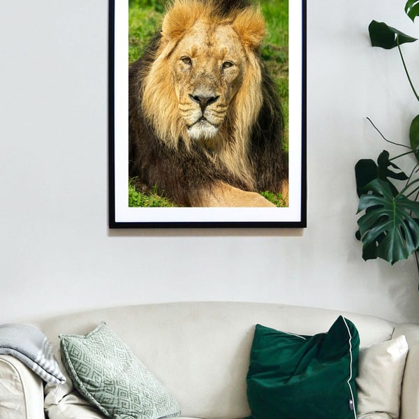 Asiatic Lion stare print
