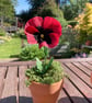 Paper Pansy Pots - Image 4
