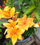 Felt orange lily flower - Image 3