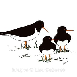 Oystercatchers. Signed print. Digital illustration. Birds, Wildlife. Coast