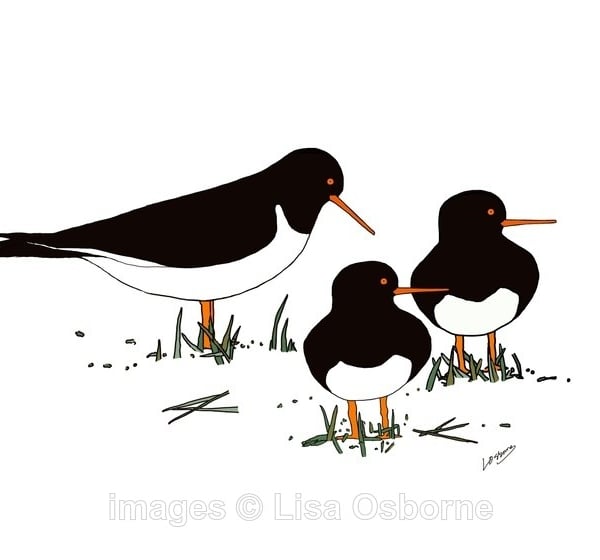 Oystercatchers. Signed print. Digital illustration. Birds, Wildlife. Coast