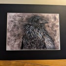 Windswept Raven, an A4 or A3 signed print of an original drawing.