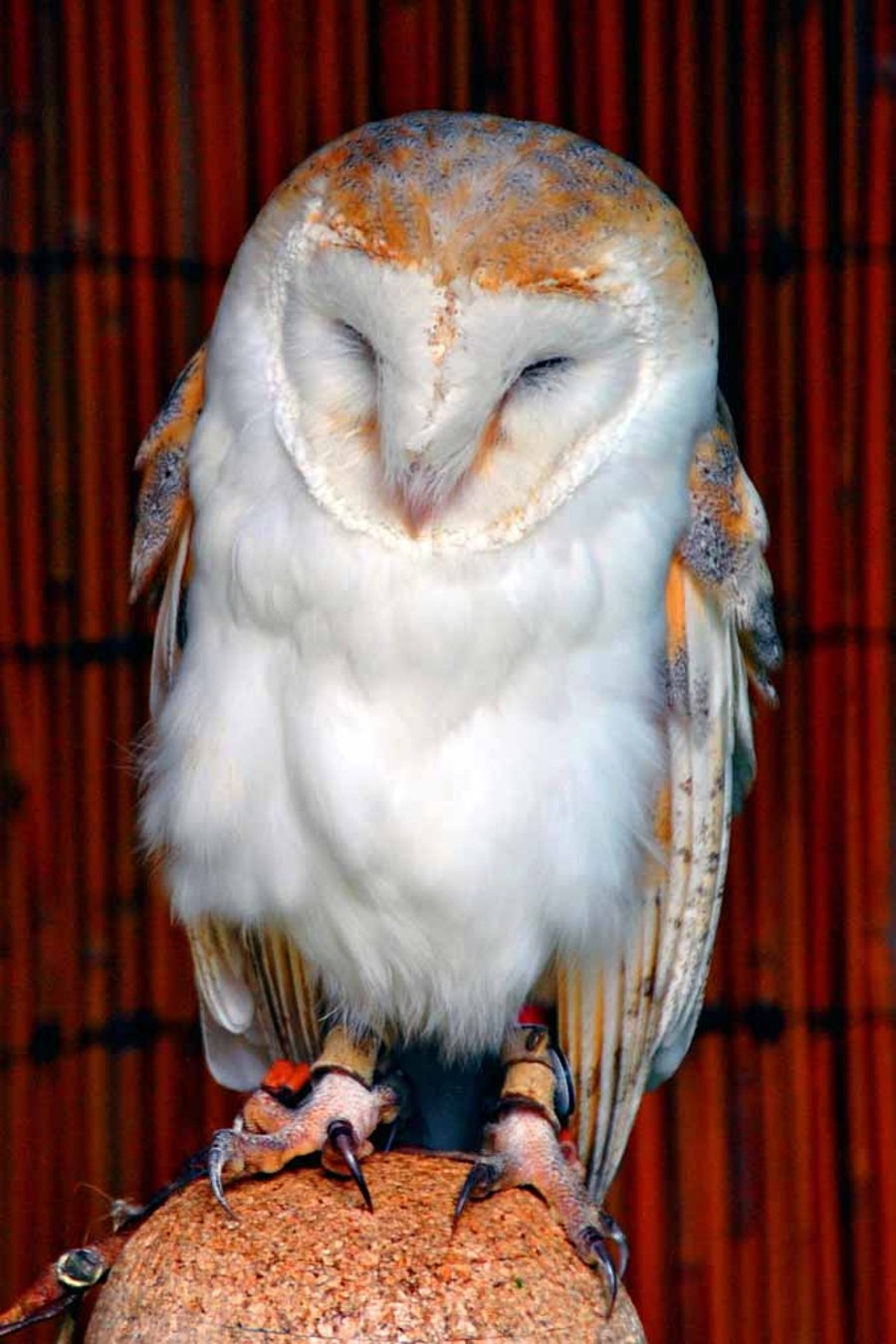 Barn Owl Tyto Alba Bird Of Prey Photograph Print