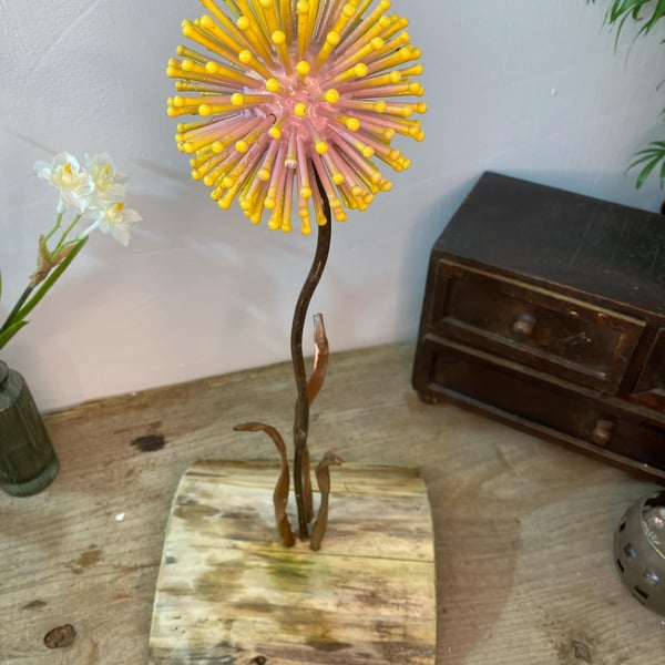 Pink & Orange Dandelion Feature 