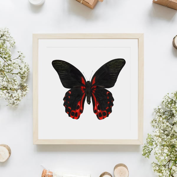 Scarlet Mormon Butterfly Giclee Print Watercolour from Original Artwork