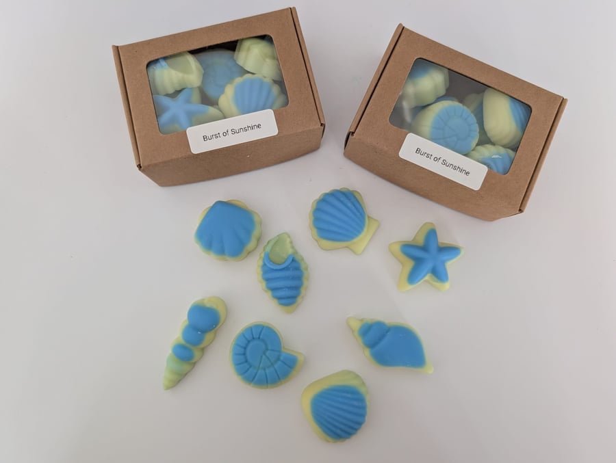Box Of Shells 