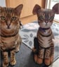 Cat Keepsakes  - Image 1