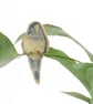 Beryl Budgie Plant Hugger Decoration Gift Card Letterbox Gift
