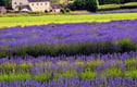 Cotswolds England Photographs Pictures Prints