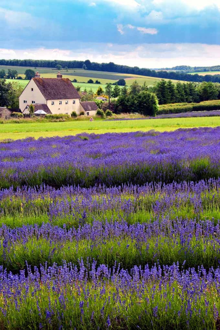 Lavender Field Summer Flowers Cotswolds England Photograph Print