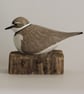 Little ringed plover - Image 5