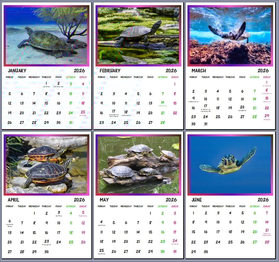 2026 A4 Calendar Turtles Reptiles 