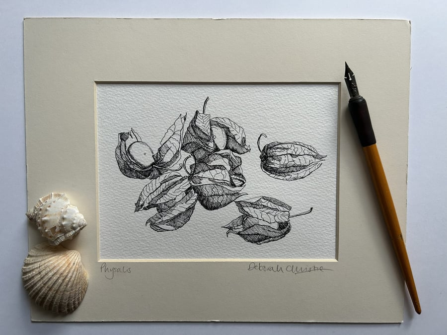 Physalis drawing Cape gooseberry Goldenberry