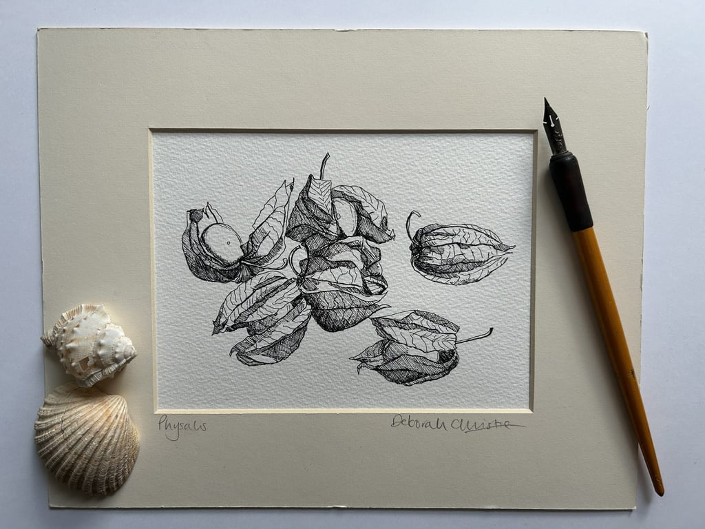 Physalis drawing Cape gooseberry Goldenberry