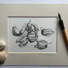 Physalis drawing Cape gooseberry Goldenberry