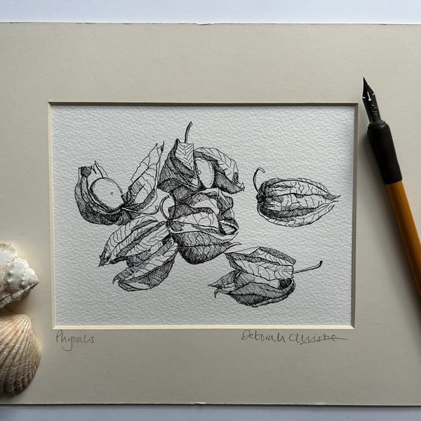 Physalis drawing Cape gooseberry Goldenberry