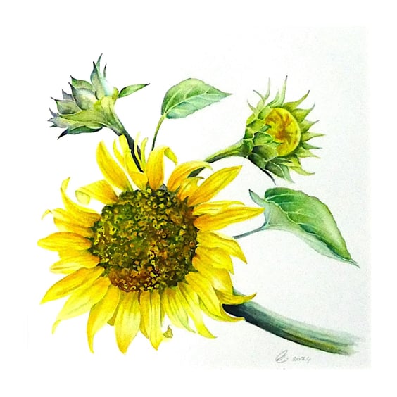 Framed  Sunflower Original Botanical Watercolour Painting