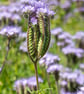 Phacelia Meadow botanical wall art print - Image 2