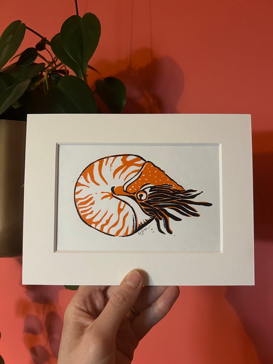 Nautilus Original Handmade Lino Print Mounted