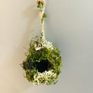 Jumping spider fairy garden moss ball magnetic 