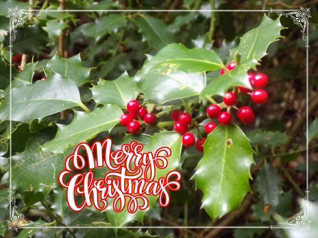 Merry Christmas greeting Card A5 Size Holly Berries 