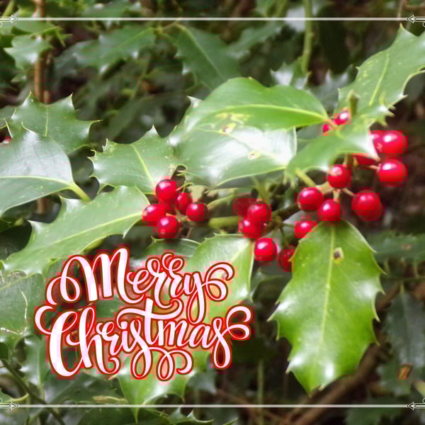 Merry Christmas greeting Card A5 Size Holly Berries 
