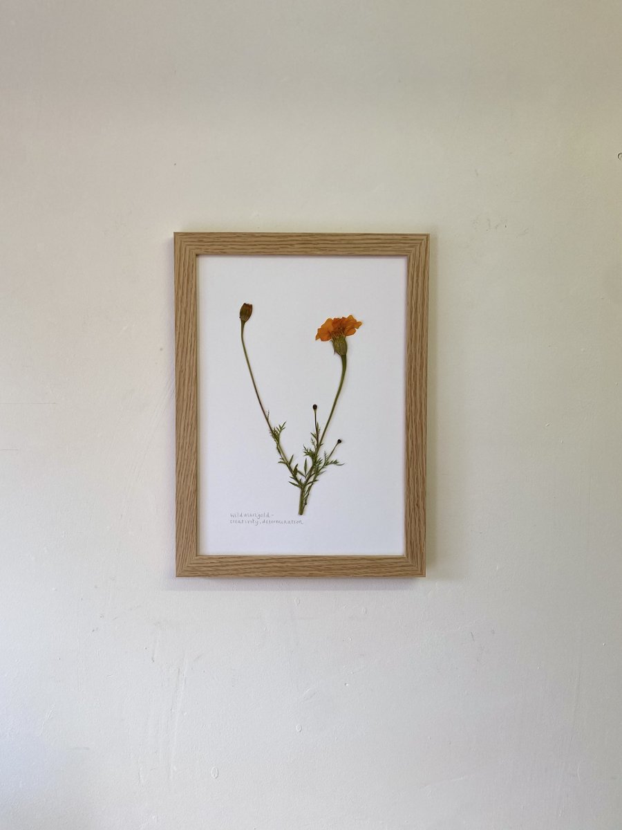 Pressed Wild Marigold flowers - A4
