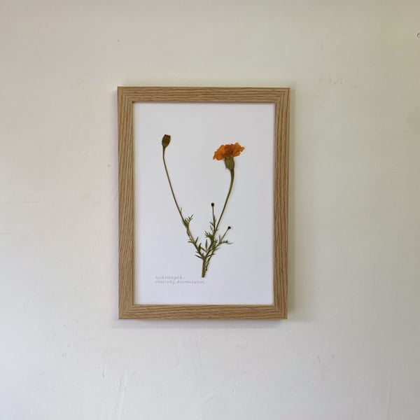 Pressed Wild Marigold flowers - A4