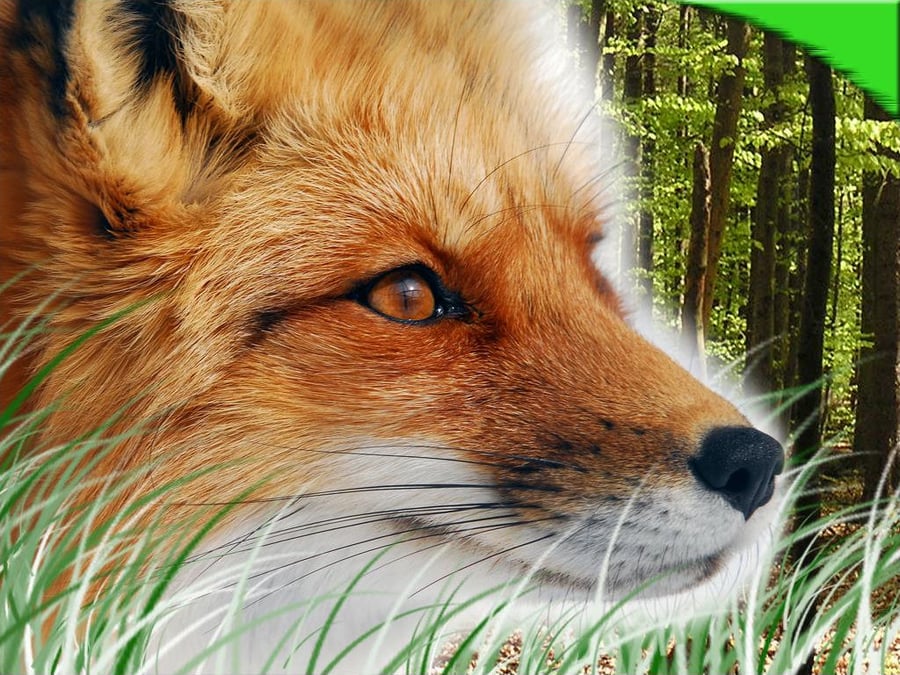 the rustic fox