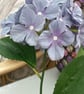 Blue and purple shades single hydrangea stem - Image 6