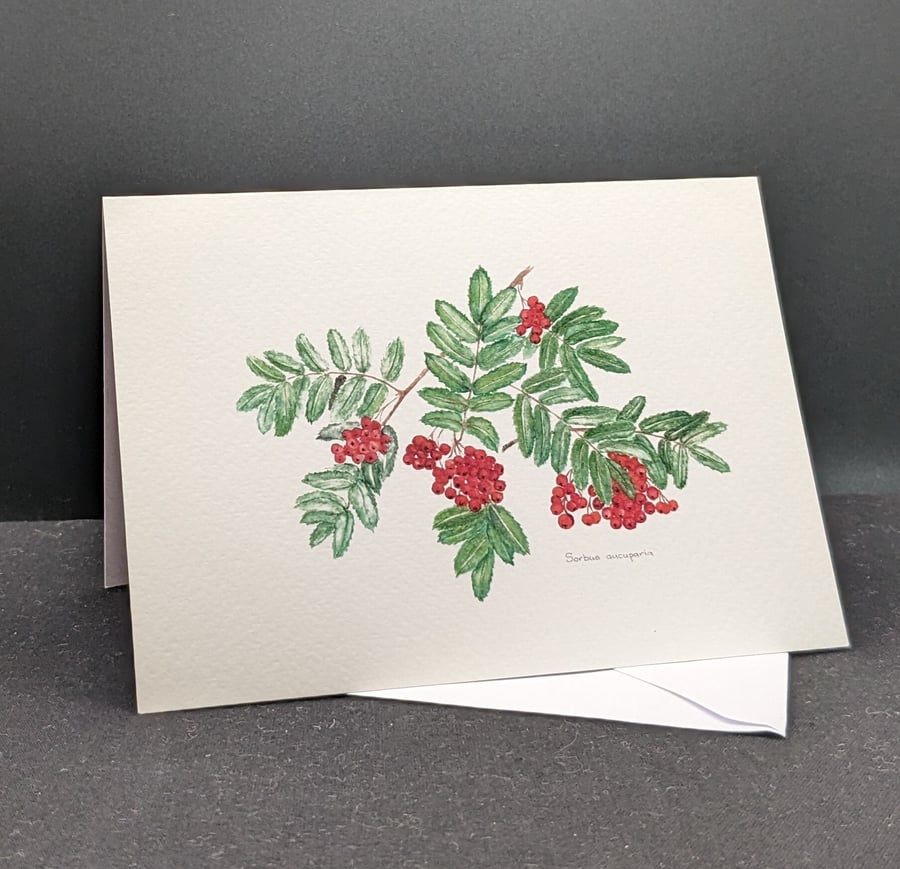 Rowan berries greetings card.