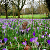 'Hide and Seek' Square Greeting Card - Squirrel - Crocuses - Free P&P