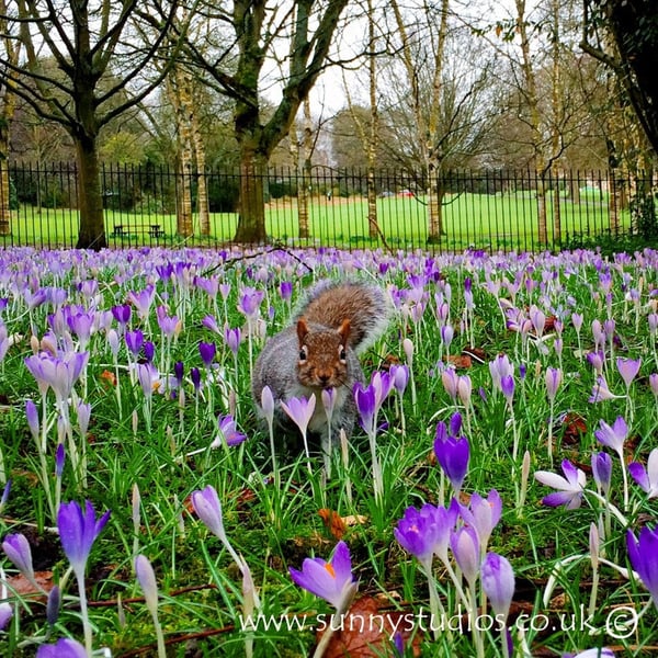'Hide and Seek' Square Greeting Card - Squirrel - Crocuses - Free P&P