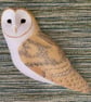 Barn owl